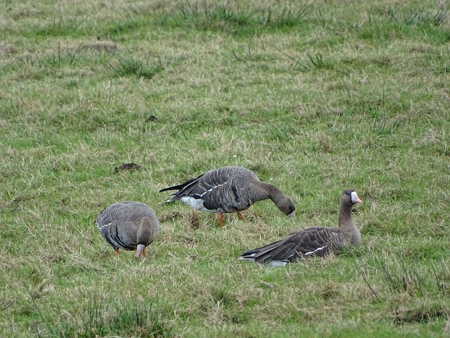 无法上场 无法上场